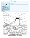 Arctic Tern Coloring Page - Letter T Coloring Page