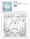 Color Page For Kids Ursus Maritimus - Letter U Coloring Page