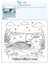 Color Page Yellow-billed Loon - Letter Y Coloring Page