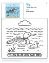 Coloring Pages For Adults To Print Yellow-billed Loon - Letter Y Coloring Page