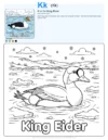 Coloring Pages To Print King Eider - Letter K Coloring Page