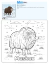 Coloring Pictures For Kids Muskox - Letter M Coloring Page