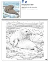Coloring Pictures Of Seals - Letter E Coloring Page