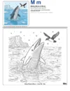 Coloring Sheets For Boys Minke Whale - Letter M Coloring Page