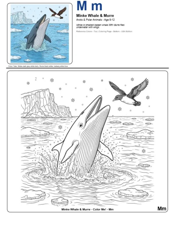 Coloring Sheets For Boys Minke Whale - Letter M Coloring Page