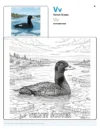 Free Color Pages Velvet Scoter - Letter V Coloring Page