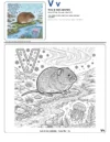 Free Coloring Book Vole - Letter V Coloring Page