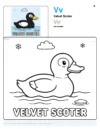 Free Printable Coloring Pages Velvet Scoter - Letter V Coloring Page