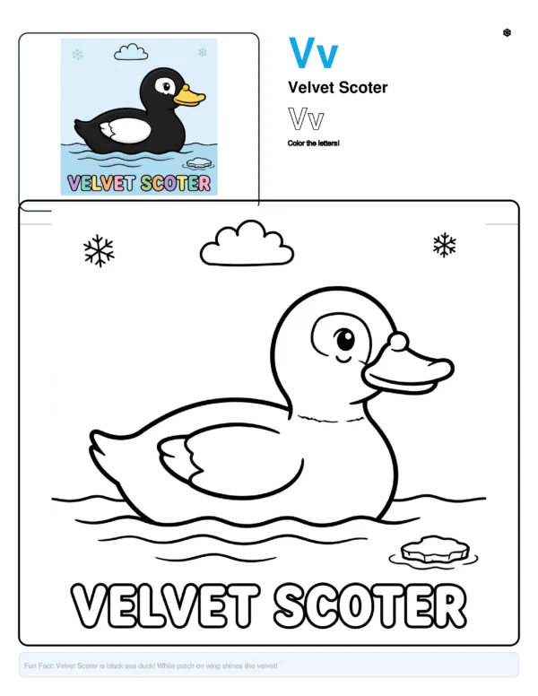 Free Printable Coloring Pages Velvet Scoter - Letter V Coloring Page