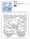 Kids Color Pages Beluga Whale - Letter B Coloring Page