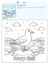 Preschool Coloring Pages Ivory Gull - Letter I Coloring Page