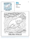 Printable Coloring Pages For Girls Beluga Whale - Letter B Coloring Page