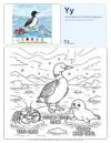 Printable Coloring Pages Free Yellow-billed Loon - Letter Y Coloring Page