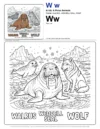 Walrus Coloring Page For Kids - Letter W Coloring Page
