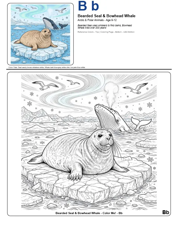 Coloring Pictures Seals – Letter B Coloring Page
